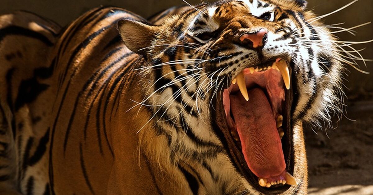 Rescuing Lebanon's big cats AlMonitor Independent, trusted coverage